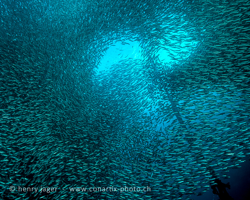 School of sardines. Picture taken at Panagsama, Moalboal (Philippines).