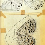 Plateformes : collectionner les papillons